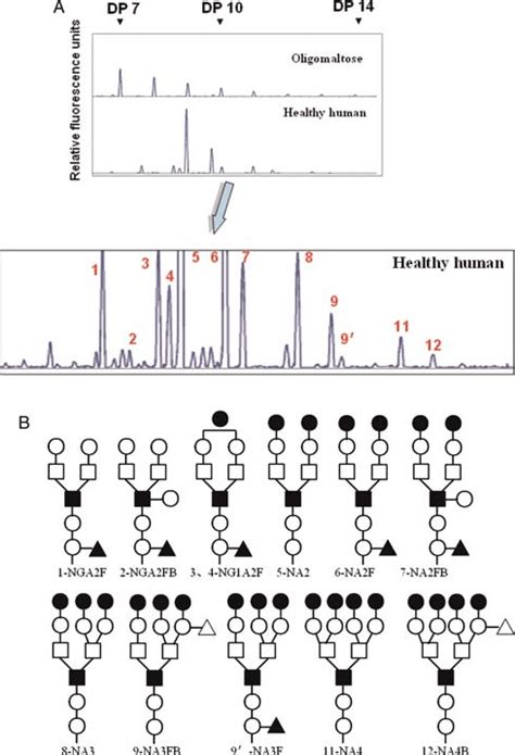 A Typical N Glycan Profile From Healthy Human Serum Protein A