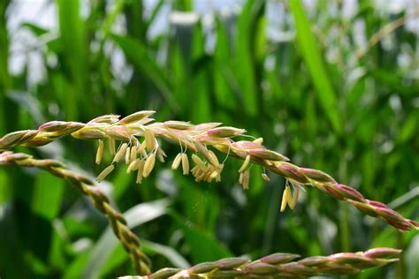 Corn Blossom Flowering - Free photo on Pixabay - Pixabay