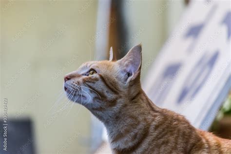 Indian billi breed also known as Indian common cat Stock Photo | Adobe Stock