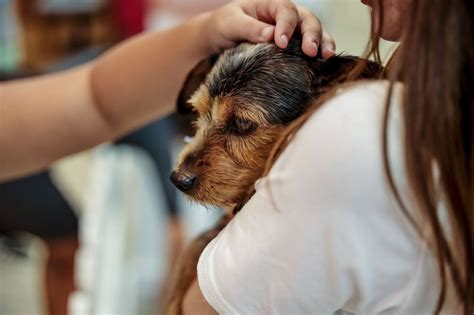 Shopping de Joinville realiza feira de adoção de animais de rua saiba