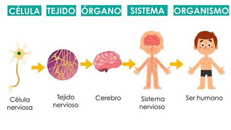 Niveles de organización de los seres vivos Seres vivos Fichas Biología