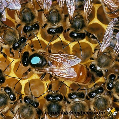 What are Best Types of Honey Bees? - Carolina Honeybees