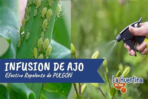 Como Hacer Infusion De Ajo Contra El Pulgon La Huertina De Toni Pulgon Pulgones En Las