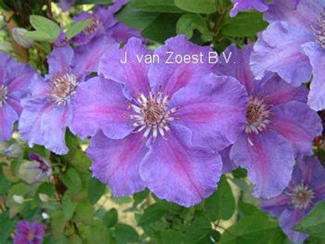 Clematis 'Ashva' | online kaufen bei Schmid Gartenpflanzen