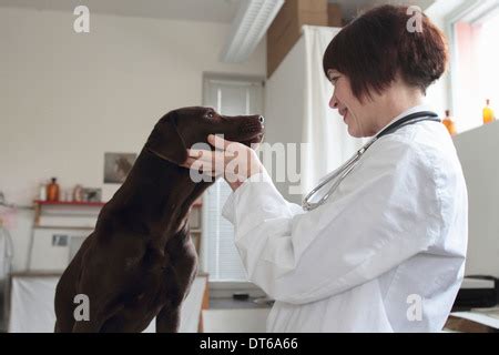 Seitenansicht lächelnde weibliche Tierarzt Hund Tisch Klinik