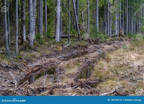 Birch and Aspen Tree Grow in Spring with First Leaves Hatching Stock ...