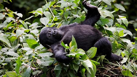 Gorilla trekking in Congo — Virunga national park, Congo gorilla adventures