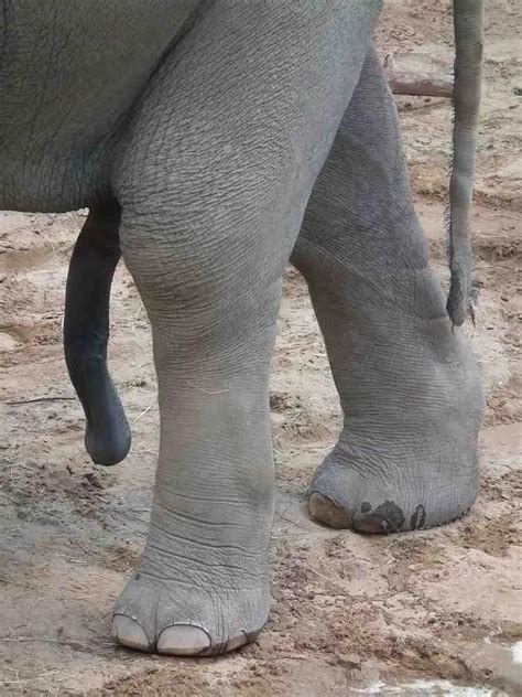 How Big Is An Elephant Penis • Support Wild