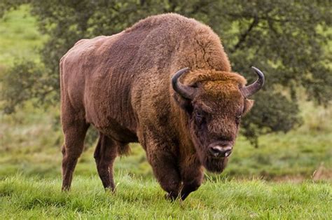 Wisent Vs American Bison - european bison vs american bison Archives ...