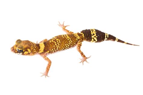 Barking Gecko Zoology, Brown, Copy Space, Pet PNG Transparent Image and ...