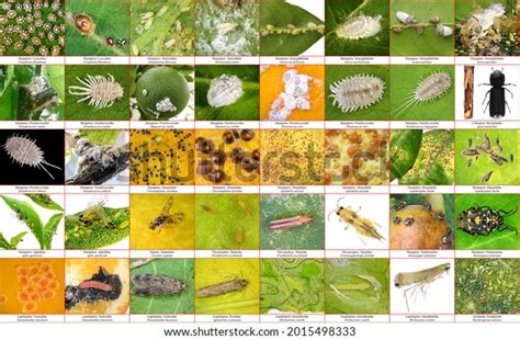 6 Phyllocoptruta Oleivora Images Stock Photos Vectors Shutterstock