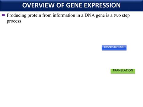 Regulation Of Gene Expression In Eukaryotes Ppt