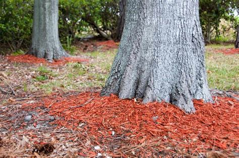 6 Simple Tips To Prevent And Remove Oak Tree Fungus - Tree Journey