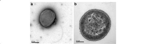 Transmission Electron Microscopy Showing The Cell Morphology A And