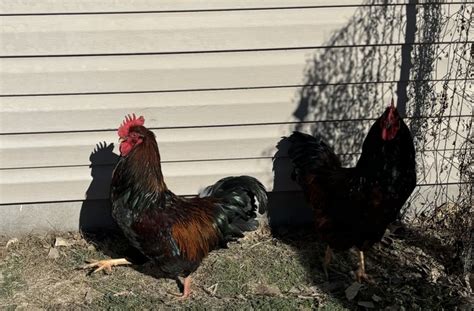 Two Barnvelder roosters - Nex-Tech Classifieds