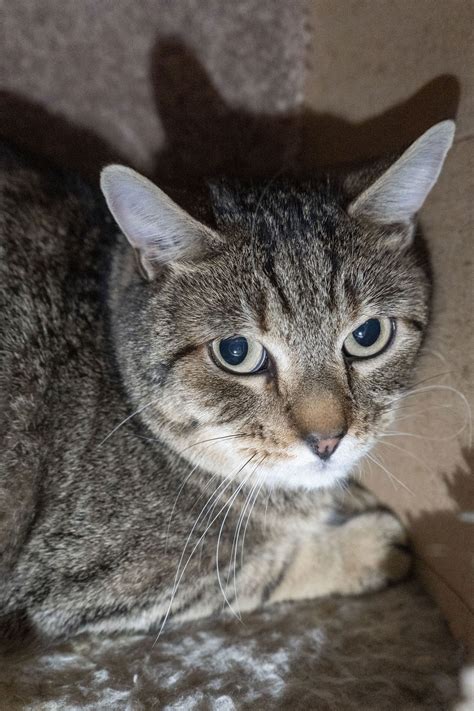 Cats for Adoption in Boise, ID | 51 Available | WeRescue