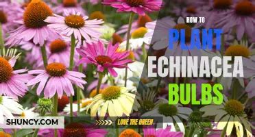 Growing Echinacea From Seed A Step By Step Guide ShunCy