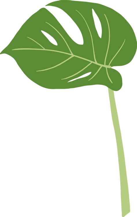 Simplicity Monstera Leaf Freehand Drawing Png