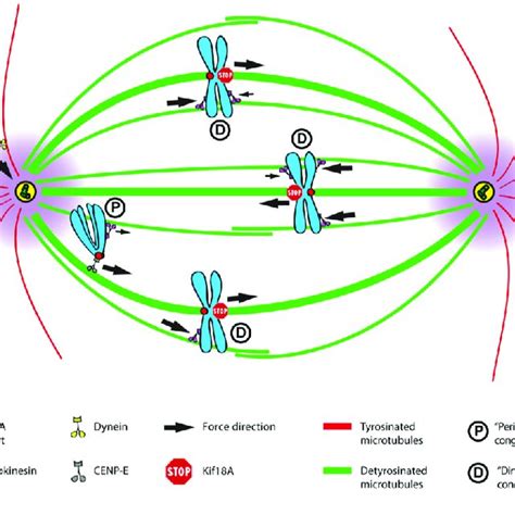 Integrated Model Of Chromosome Congression In Human Cells In This