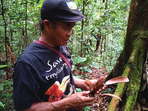 Hutan Adat Pikul Pengajid Kemilau Tengkawang Yang Menarik Perhatian