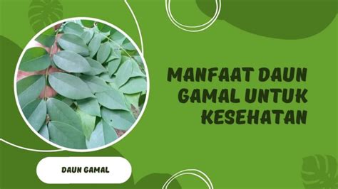 Kandungan dan 11+ Manfaat Daun Gamal untuk Kesehatan