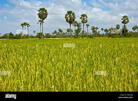 Rice Paddy With Palmyra Palms Or Toddy Palms Borassus Flabellifer