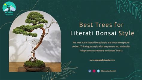 Best Trees For Literati Bonsai Style