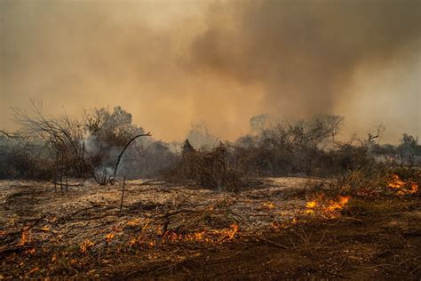 Pantanal em chamas MS decreta emergência após incêndios florestais