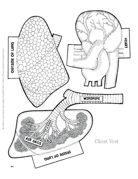 Anatomy Coloring Pages At Getcolorings Free Printable Colorings