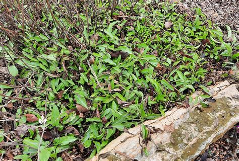 Winter Pruning Autumn Sage Mealy Blue Sage Batang Tabon