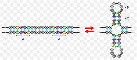 Palindromic Sequence Palindrome DNA Nucleic Acid Sequence Inverted ...