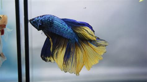 Betta Fish Spiritual Meaning Symbolism In Feng Shui