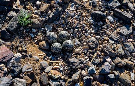 Killdeer Eggs in Our Yard; Oh My! - JBRish.com - quips & queries