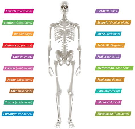 Diagram Of The Skeletal System Quizlet