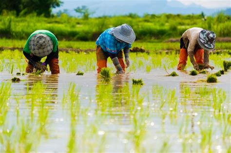 Los Agricultores Están Plantando Arroz En La Granja Los Agricultores