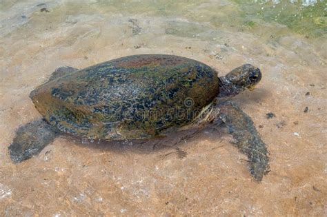 Tortuga Marina Verde O Chelonia Mydas En La Playa Foto De Archivo