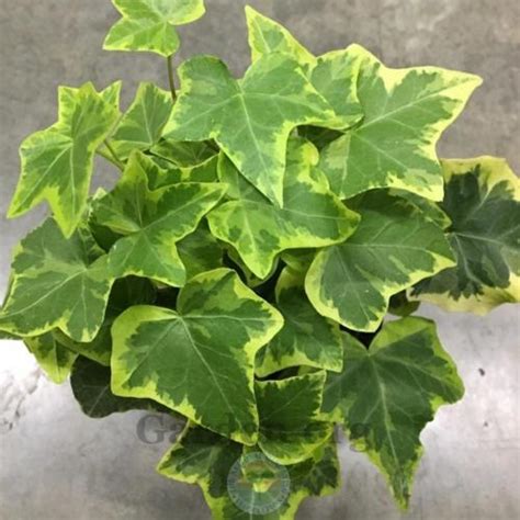 Ivy Hedera Helix Gold Baby