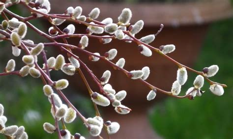 Kilmarnock Willow Patio Standard Salix Caprea 3 4ft Weeping Pussy