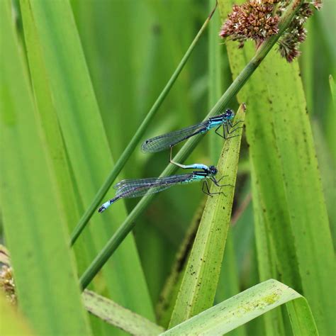 Trogtrogblog Blue Tailed Damselfly