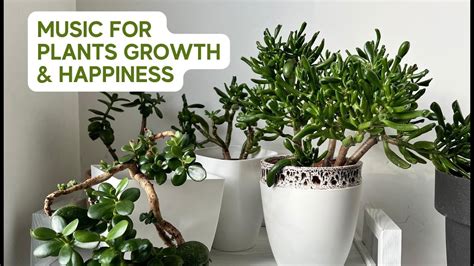 Music For Plants Stimulate Plants Growth And Happiness With Soothing