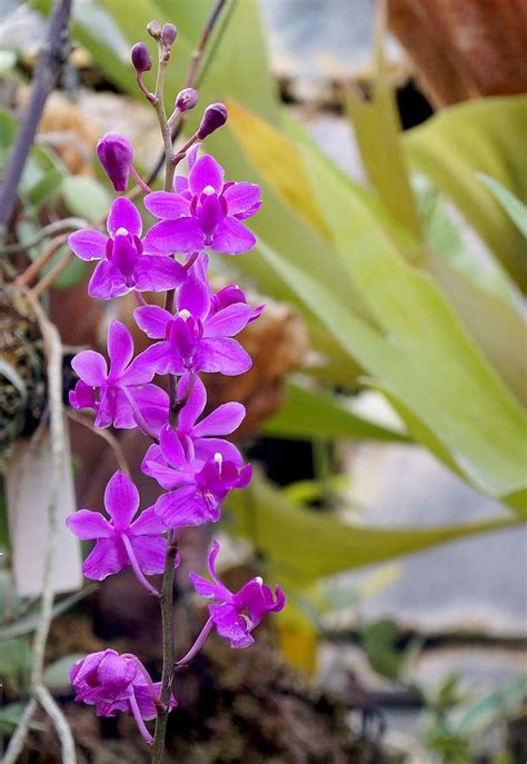 Phal Bellina V Coerulea X Violacea Indigo Etsy I