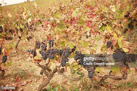 89 Gamay Grapes Stock Photos, High-Res Pictures, and Images - Getty Images