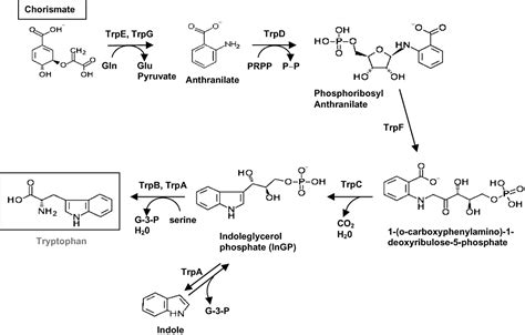 Functional Analysis Of Aromatic Biosynthetic Pathways In Pseudomonas