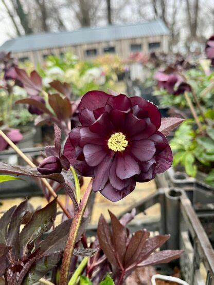 Helleborus Quintessa Ruby Flora Vivaio Online Bologna