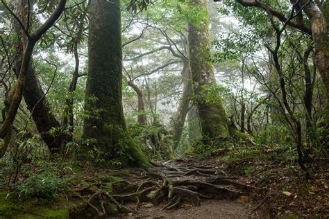 Fileforest In Yakushima 55 Wikimedia Commons