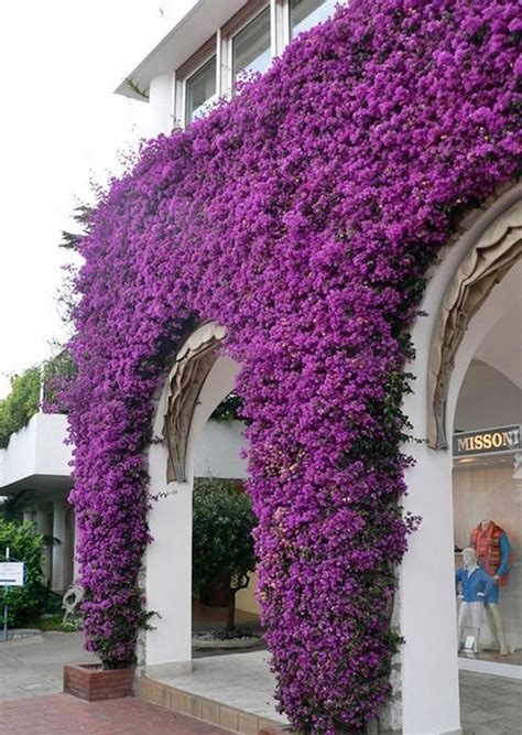 15 Astonishing Climbing Plants Ideas For Fences And Walls