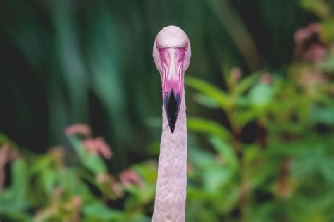 Flamingo Bird Beak - Free photo on Pixabay