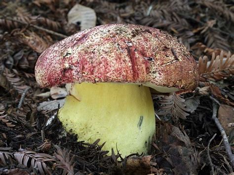 Боровик королевский (Butyriboletus regius) фото и описание