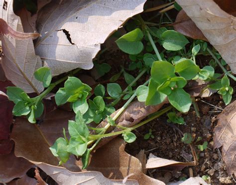 Common Chickweed Identify That Plant