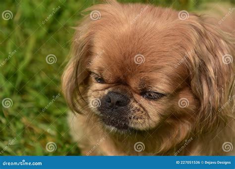 Ginger Pekingese Dog With His Nose Scrunched Up Stock Photo Image Of